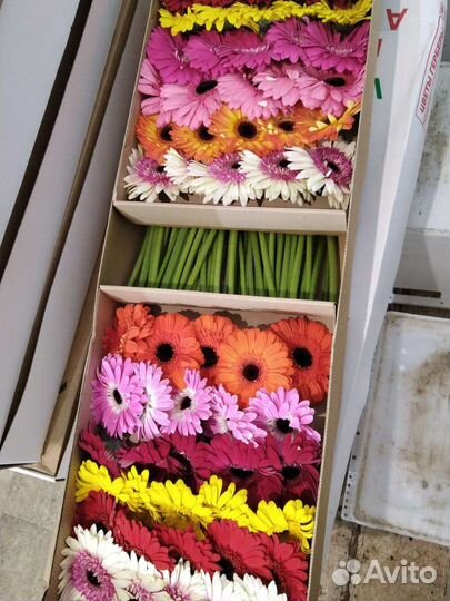 Герберы опт коробка доставка цветов Москва
