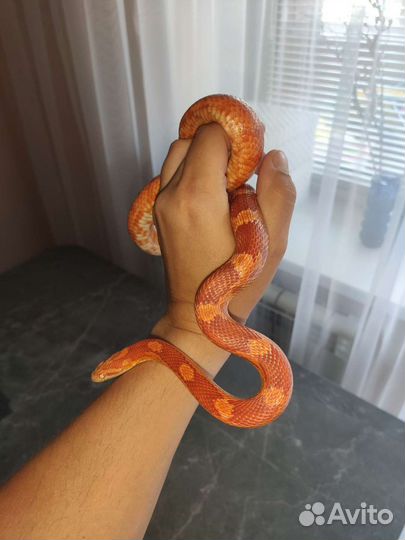 Маисовый полоз