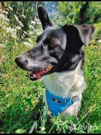 Собаки бесплатно в добрые руки