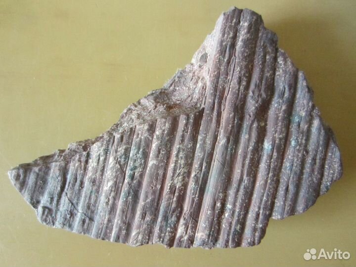 Окаменелость Окаменелое дерево. Сигиллярия