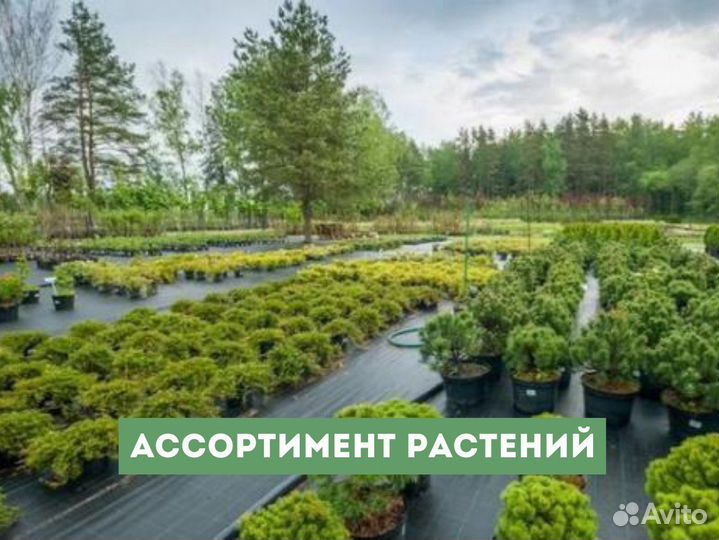 Туя Вереск С5