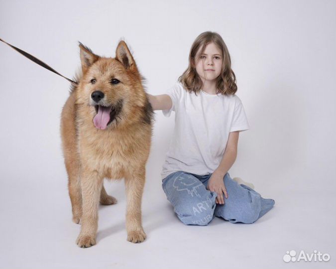 Акита ину метис, щенок