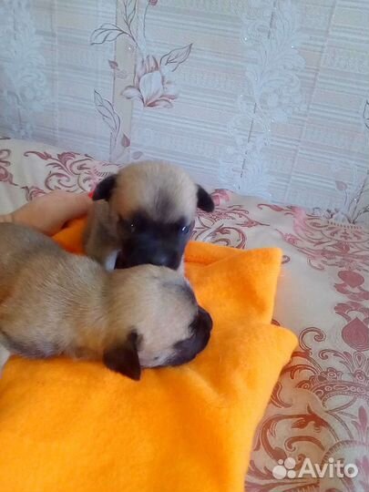 Французский бульдог щенки