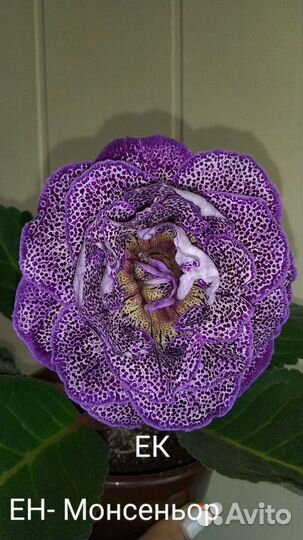 Глоксиния махровая сортовая бронь