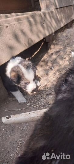 Отдам щенков в добрые руки бесплатно