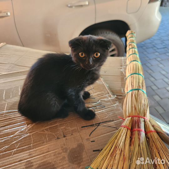 Вислоухая кошка