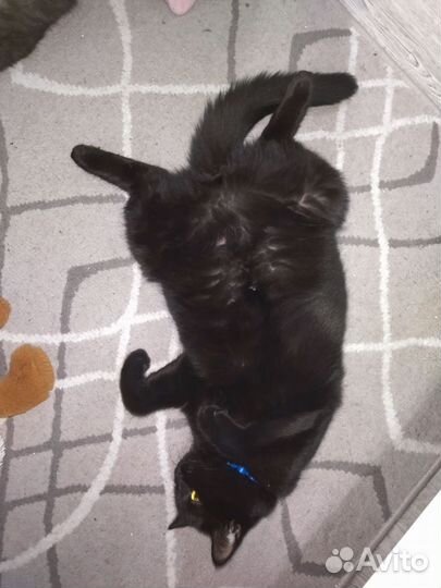 Британская кошка вязка