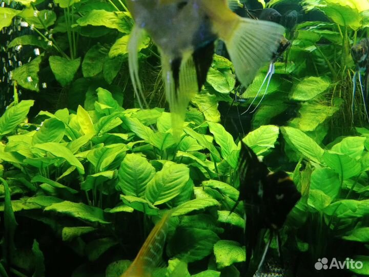 Аквариумные рыбки,растения,корма