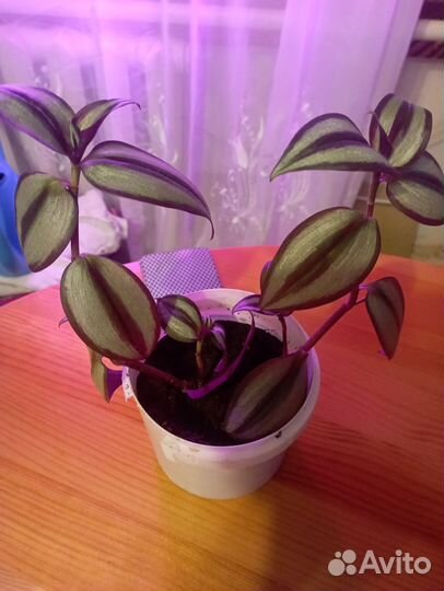 Традесканция зебрина