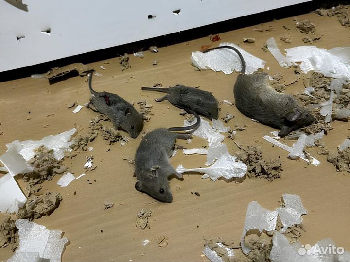 Уничтожение тараканов клопов дезинфекция