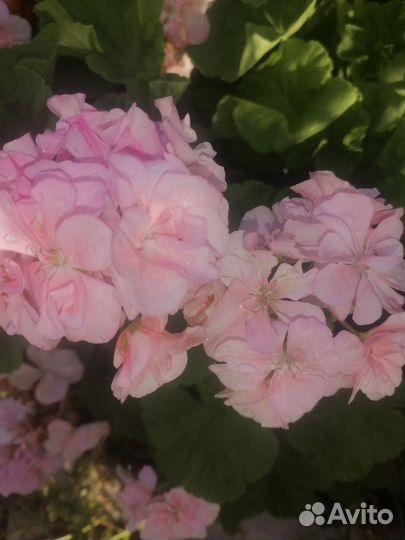 Пеларгония герань