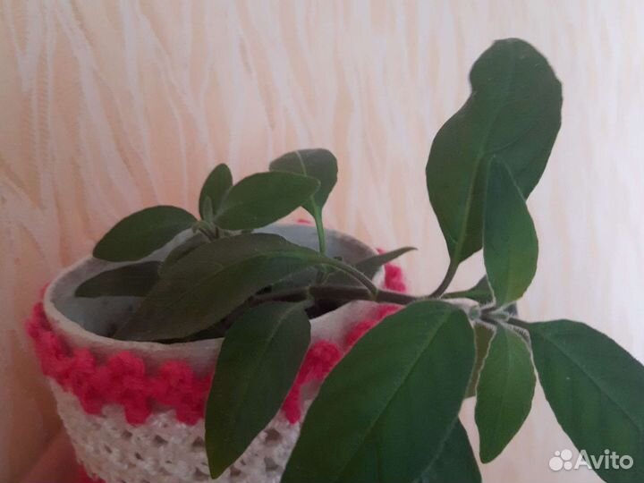 Комнатные растения цветы