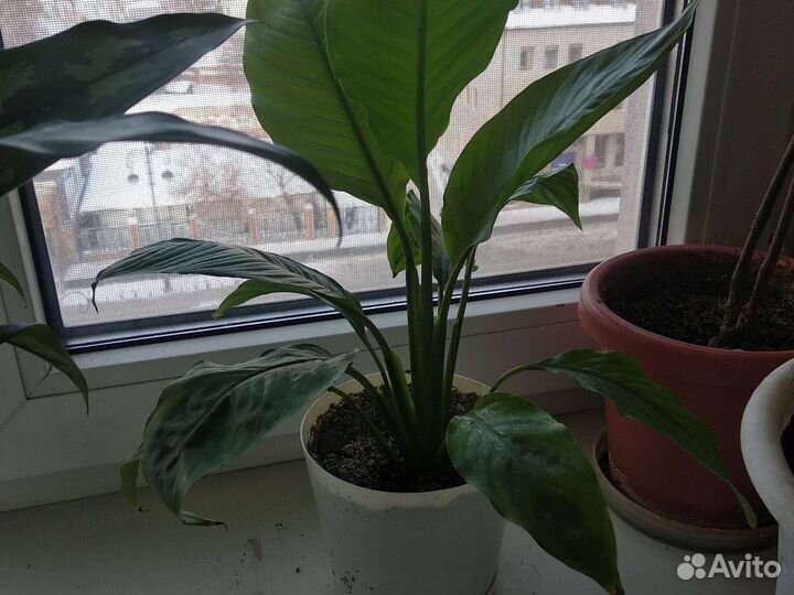 Спатифиллум, сансиеверия и другие цветы