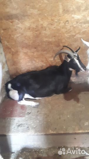 Продам козлят