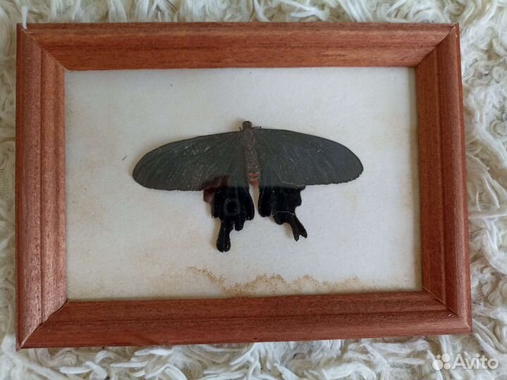 Тропические бабочки в рамке