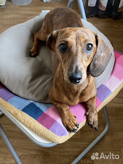 Кроличья такса кобель (для случки)