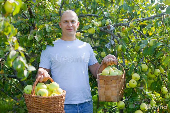 Разнорабочий с проживанием и питанием сбор яблок