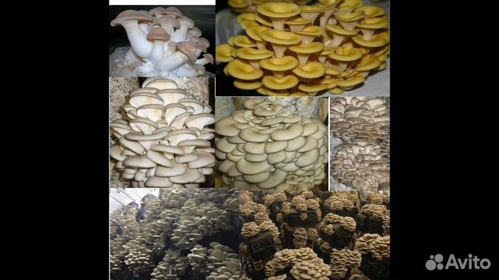 Мнoгo кг с 1 кг