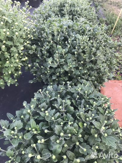 Хризантемы мультифлора