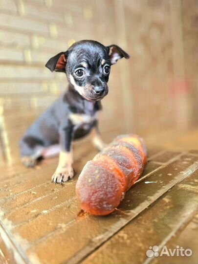 Той-терьер щенки