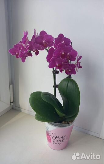 Орхидея дендробиум