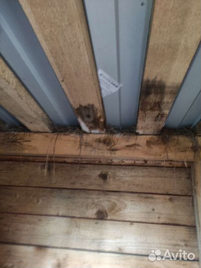 Собачья будка