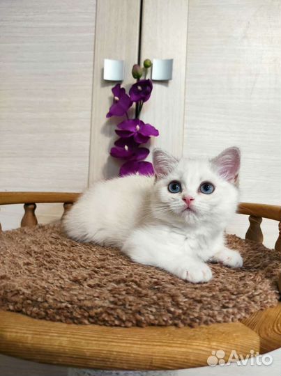 Замуррчательная золотая поинтовая девочка