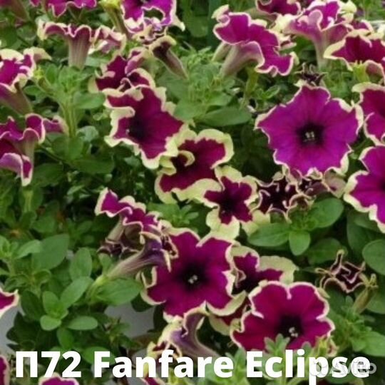 Петуния вегетативная часть 2