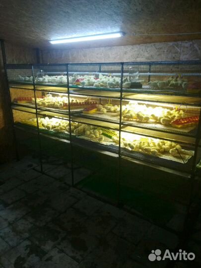 Цыплята, индюшка, утята, гусята