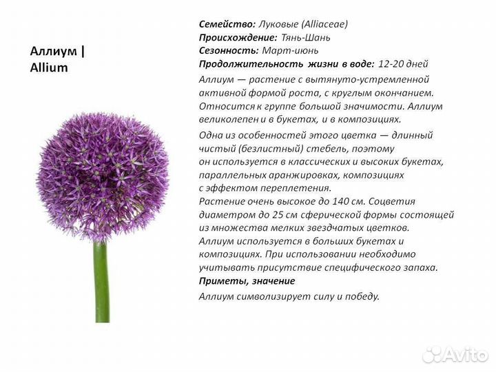 Цветы садовые