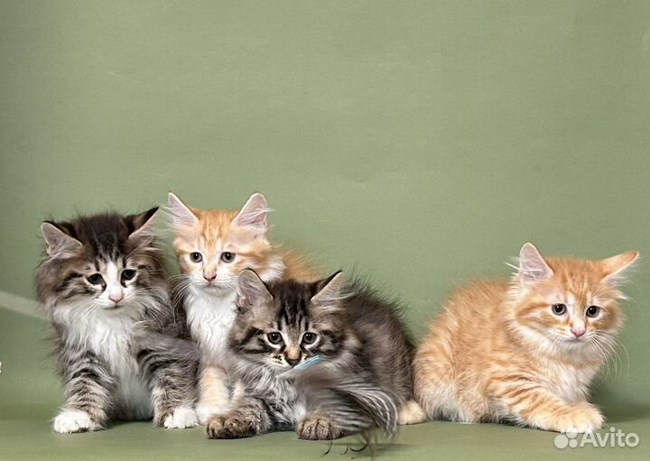 Котята из питомника