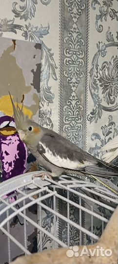 Попугай корелла самец