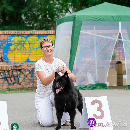 Щенки большого немецкого шпица. Документы РКФ