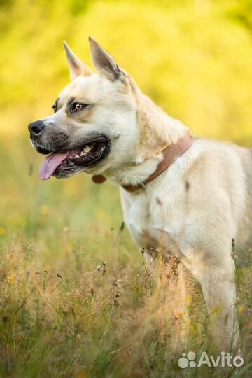 Собака ищет дом