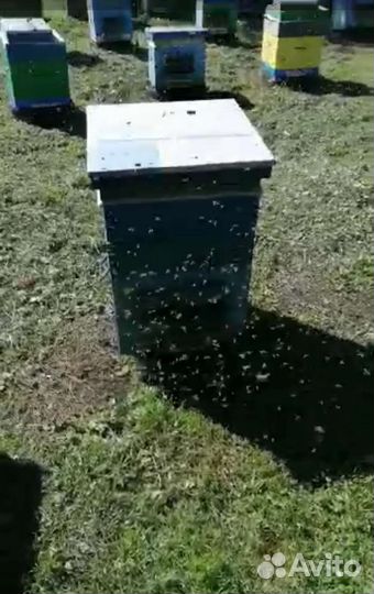 Цветочная пыльца