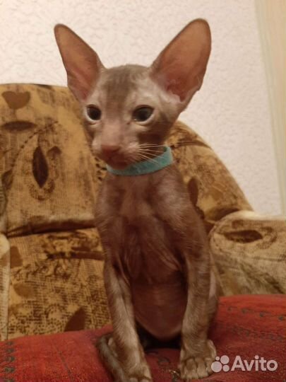 Ориентальная