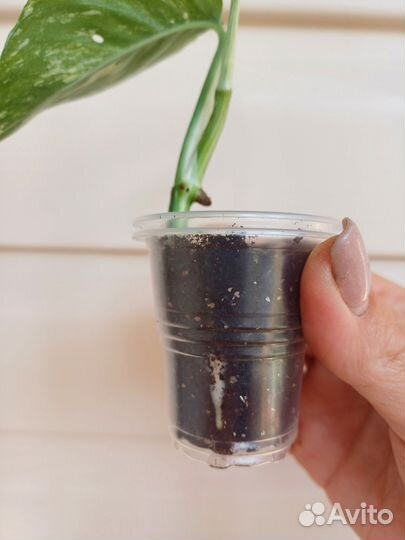 Филодендрон мамей classic