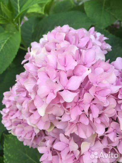 Гортензия розовая