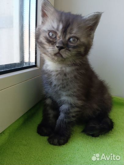 Шотландский котенок