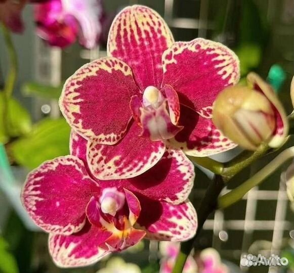 Орхидея фаленопсис
