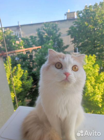 Котик на вязку