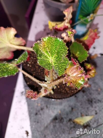 Бегония кудрявая