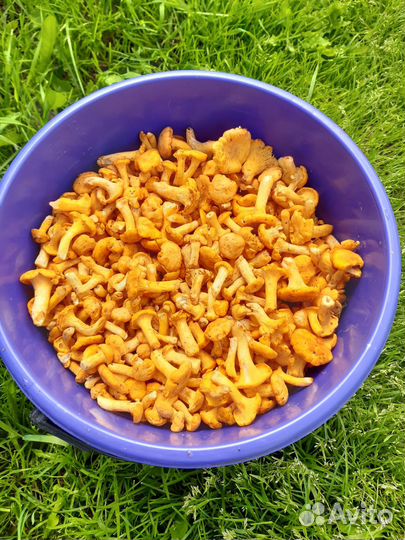 Грибы. Лисички