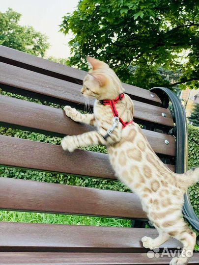 Бенгальская кошка