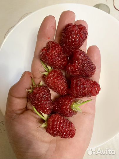 Малина ремонтантная, летняя Саженцы кусты