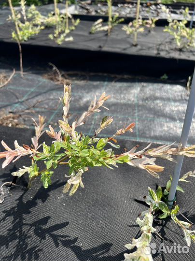 Ива хакуро нишики