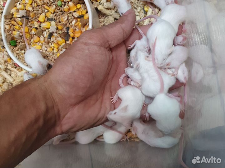 Кормовые мыши