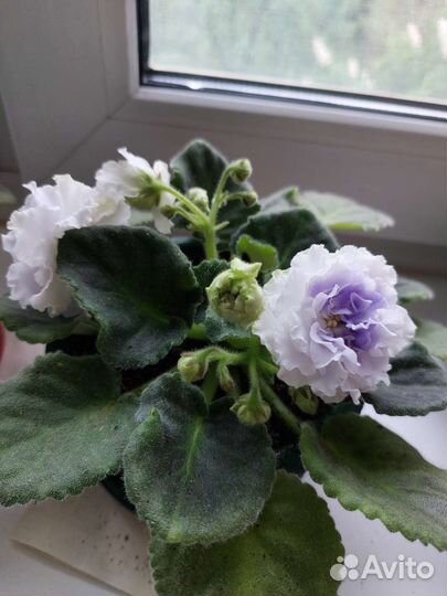 Фиалка в горшках