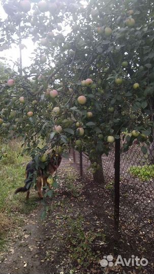 Кабель немецкой овчарки ищет подружку,для вязки