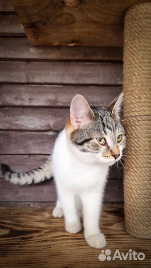 Крис (котенок в добрые руки)